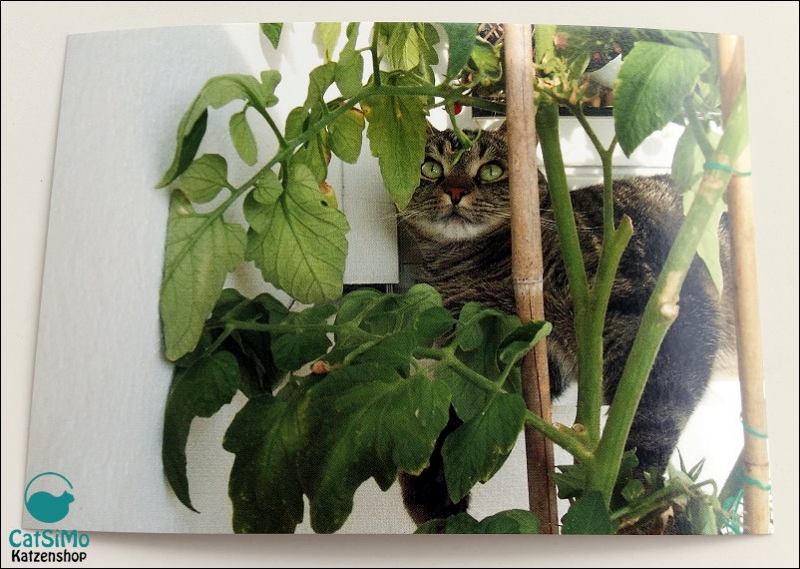 Katzen Postkarte Kimbi (15 x 10,5 cm)