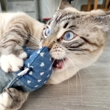 Spielkissen Jumbo Catpy (Jeans)