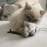 Spielkissen Lazy Catpy (2 Varianten)