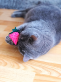 Stinke-Erdbeere Katzenspielzeug
