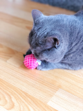 Stinke-Erdbeere Katzenspielzeug