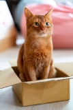 Schnurrprise-Box für Katzen